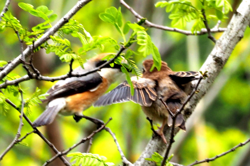 f:id:digibirds:20150422170401j:image