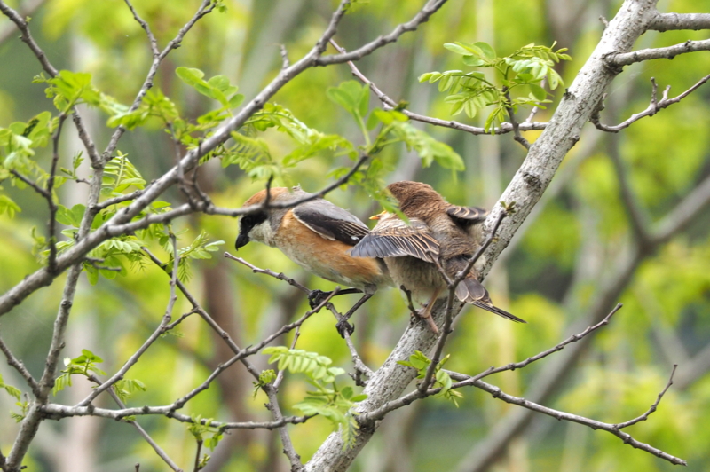 f:id:digibirds:20150422170407j:image