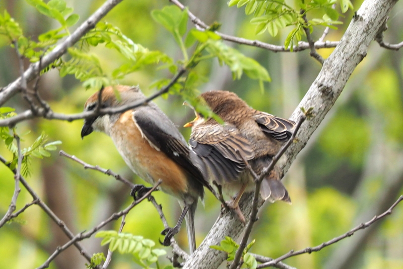 f:id:digibirds:20150422170419j:image
