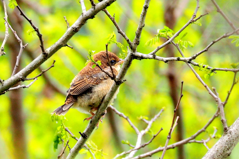 f:id:digibirds:20150422170425j:image
