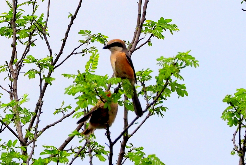 f:id:digibirds:20150422170434j:image