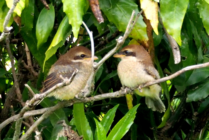 f:id:digibirds:20150422170437j:image