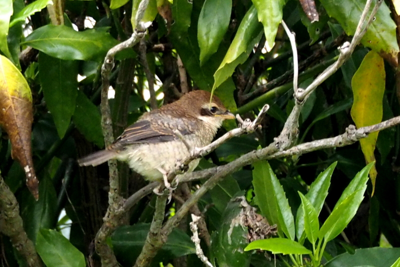 f:id:digibirds:20150422170444j:image