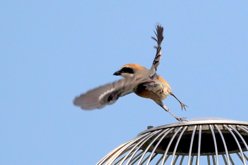 f:id:digibirds:20150422170459j:image