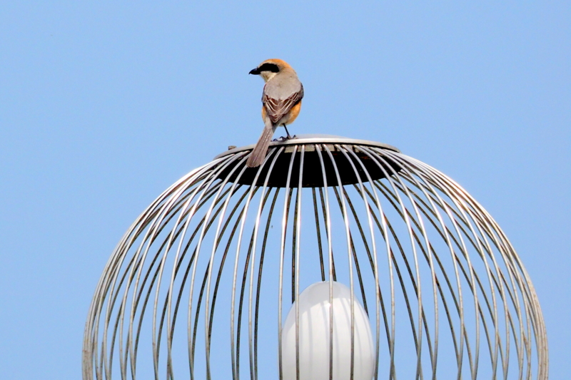 f:id:digibirds:20150422170502j:image