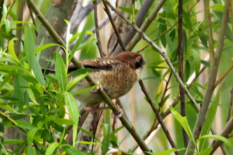 f:id:digibirds:20150422170654j:image