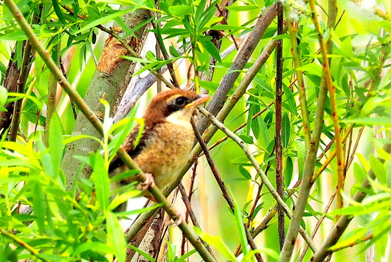 f:id:digibirds:20150422170657j:image