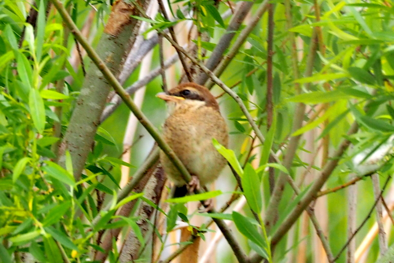 f:id:digibirds:20150422170701j:image