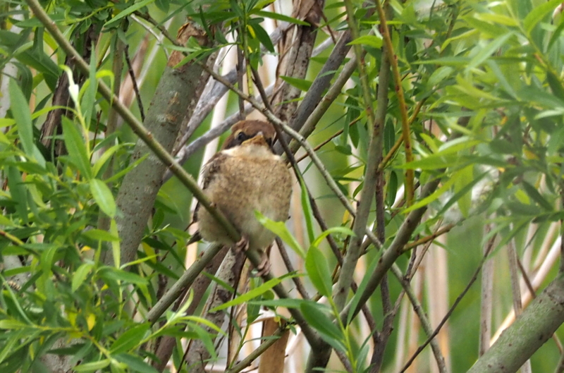 f:id:digibirds:20150422170704j:image