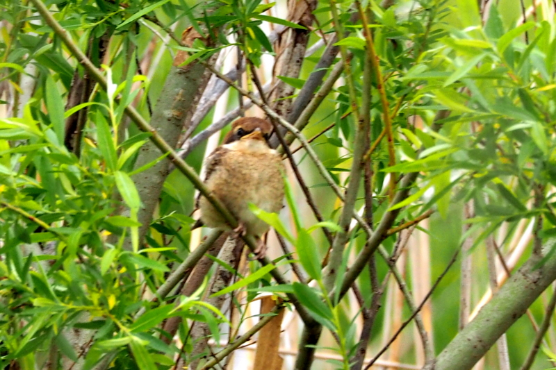 f:id:digibirds:20150422170708j:image