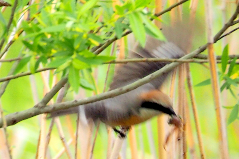 f:id:digibirds:20150422170712j:image