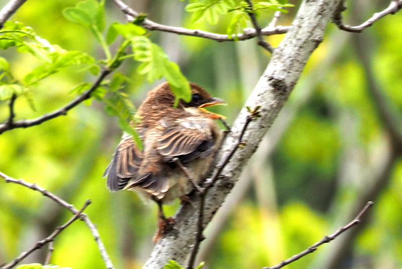f:id:digibirds:20150422170715j:image