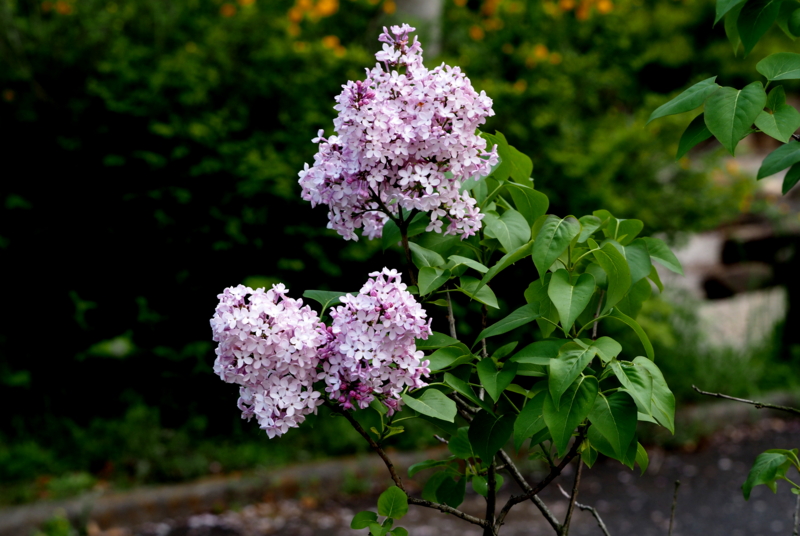 f:id:digibirds:20150423194036j:image