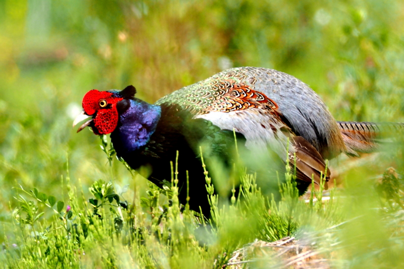 f:id:digibirds:20150424175334j:image