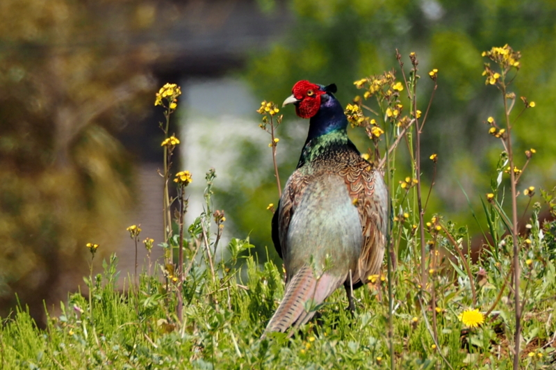 f:id:digibirds:20150424175348j:image