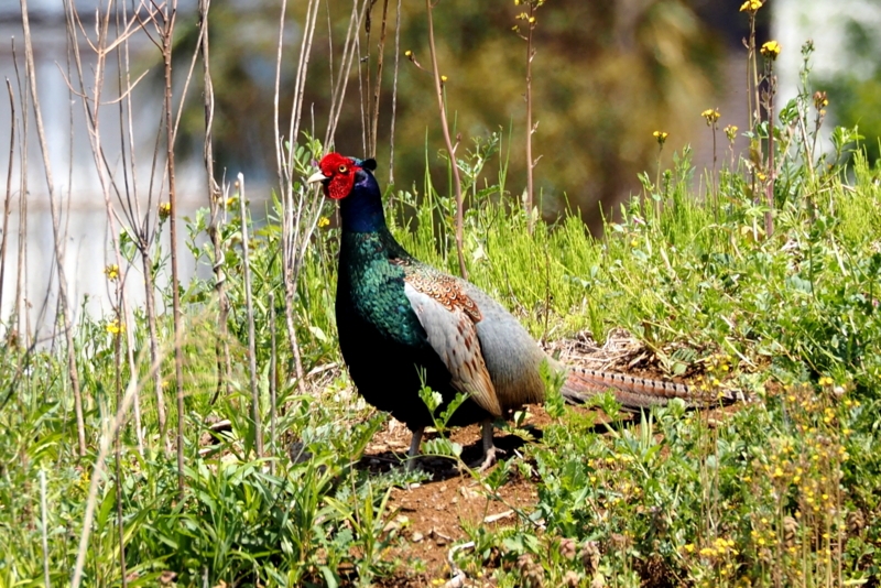 f:id:digibirds:20150424175354j:image