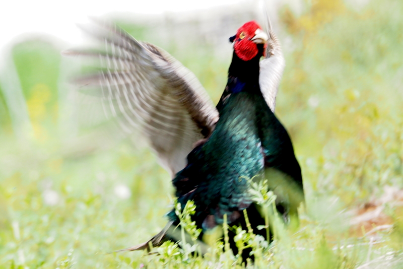 f:id:digibirds:20150424175404j:image