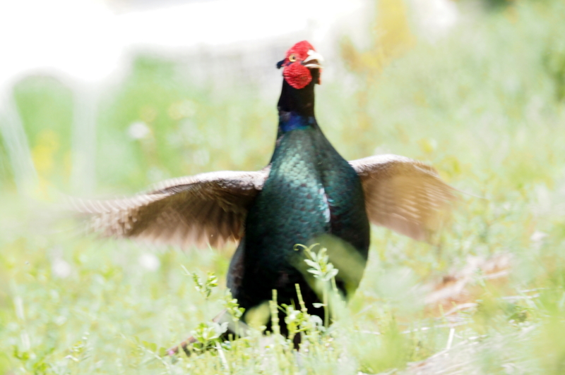 f:id:digibirds:20150424175419j:image