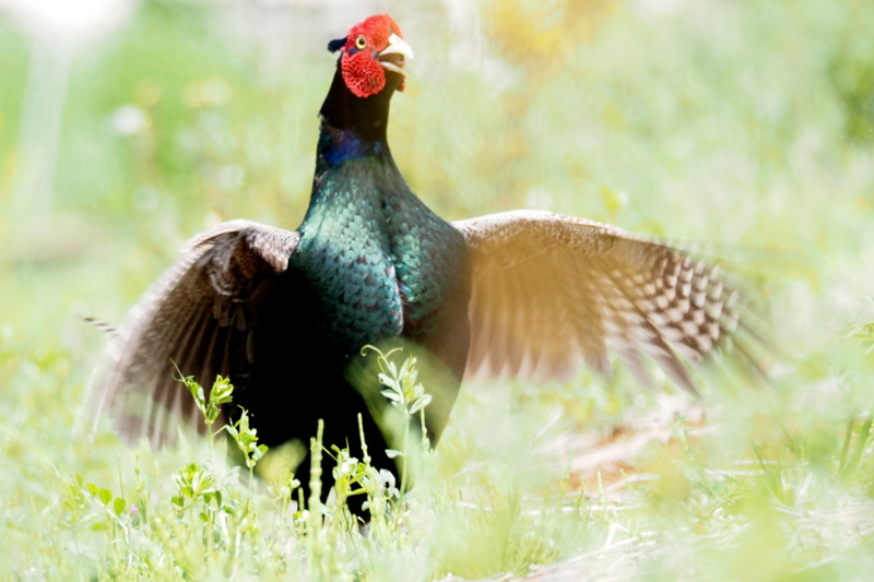 f:id:digibirds:20150424175442j:image