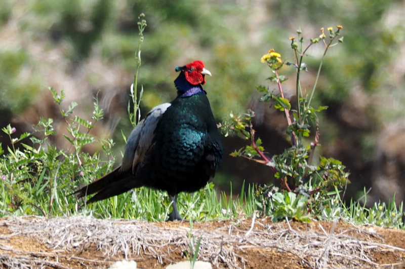 f:id:digibirds:20150424175504j:image