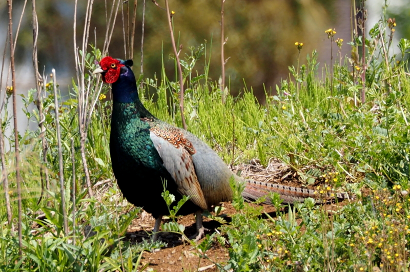 f:id:digibirds:20150424175511j:image