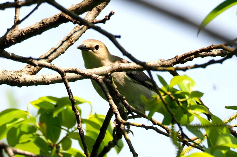 f:id:digibirds:20150426160428j:image