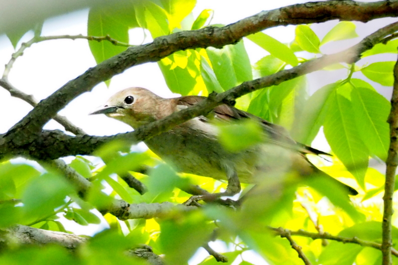 f:id:digibirds:20150426160442j:image