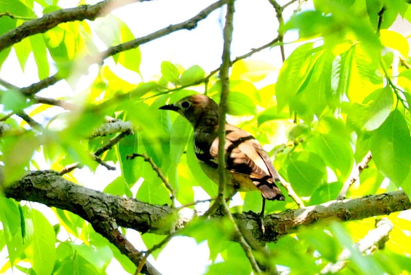 f:id:digibirds:20150426160446j:image