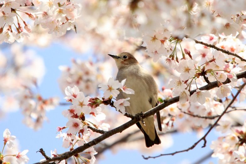 f:id:digibirds:20150426162241j:image
