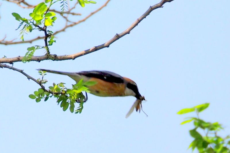 f:id:digibirds:20150427132936j:image