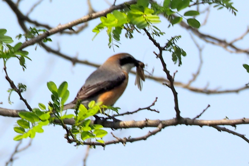f:id:digibirds:20150427132942j:image