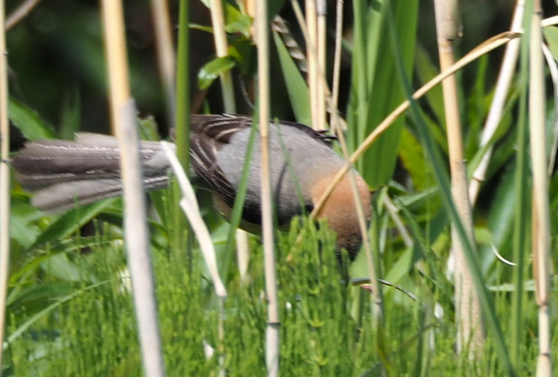 f:id:digibirds:20150427132947j:image