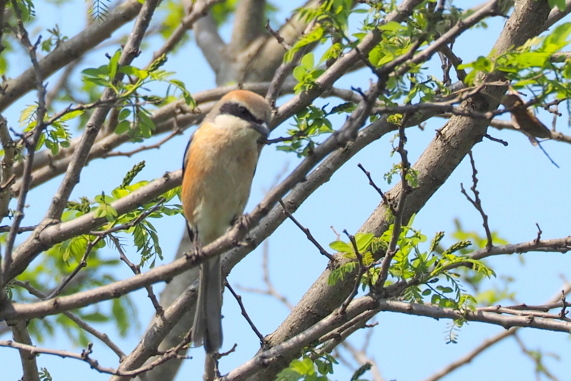 f:id:digibirds:20150427132949j:image
