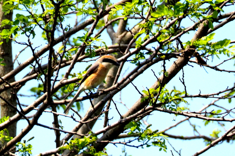 f:id:digibirds:20150427132952j:image