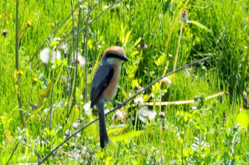 f:id:digibirds:20150427133000j:image