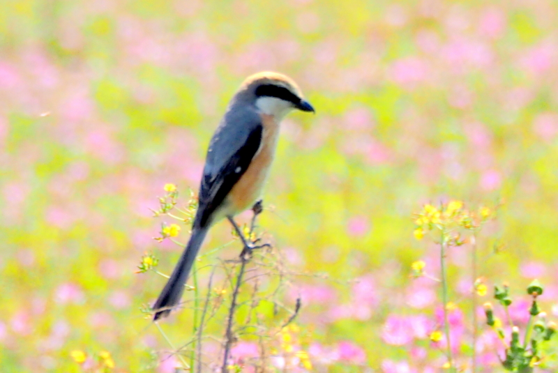 f:id:digibirds:20150427133003j:image