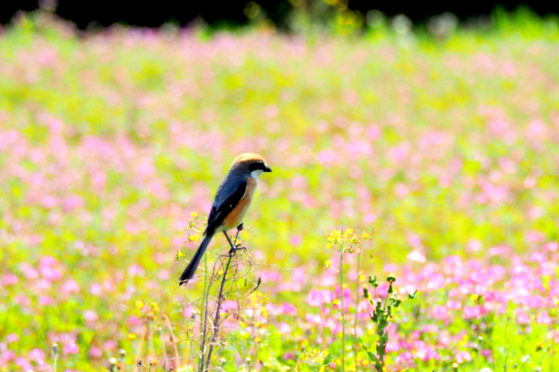 f:id:digibirds:20150427133006j:image