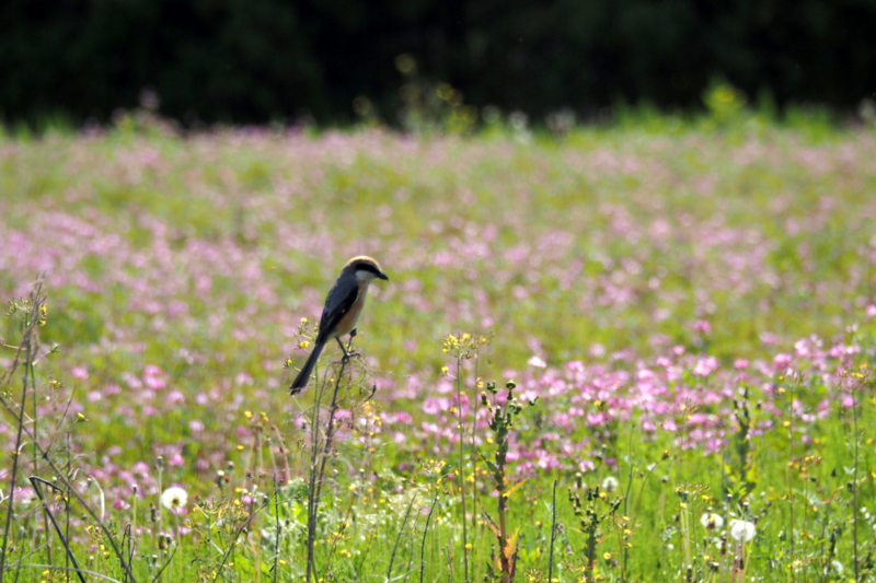 f:id:digibirds:20150427133107j:image