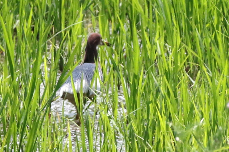 f:id:digibirds:20150428130857j:image