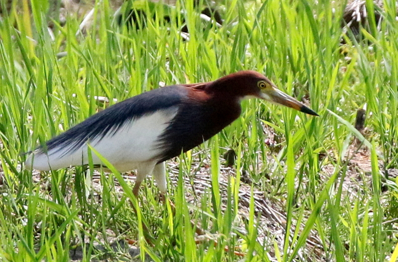 f:id:digibirds:20150428130859j:image