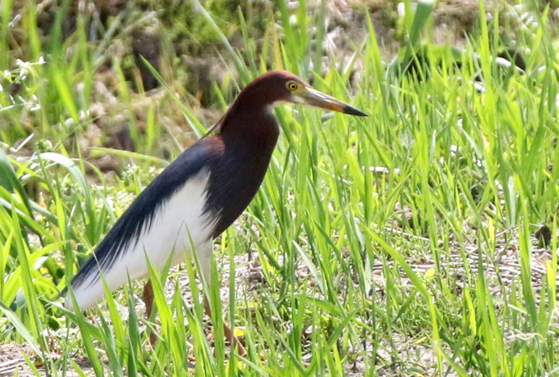f:id:digibirds:20150428130901j:image