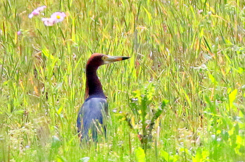 f:id:digibirds:20150428130919j:image