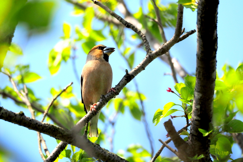f:id:digibirds:20150429144645j:image f:id:digibirds:20150429144645j:image