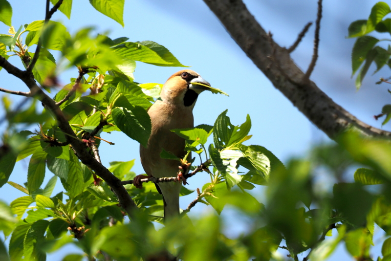 f:id:digibirds:20150429152245j:image f:id:digibirds:20150429152245j:image