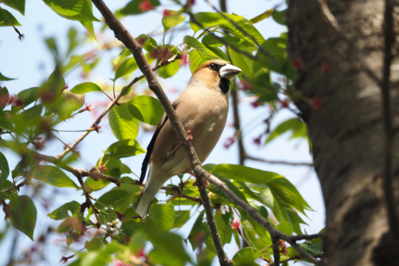 f:id:digibirds:20150429152303j:image f:id:digibirds:20150429152303j:image