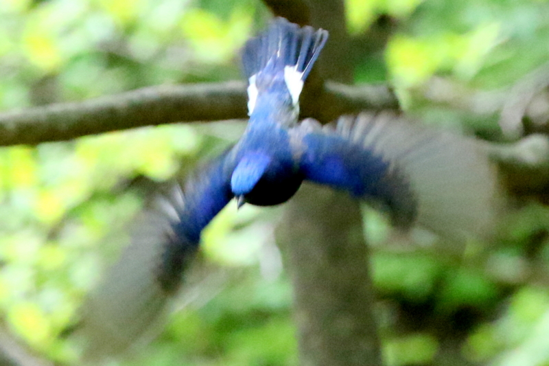 f:id:digibirds:20150503195225j:image