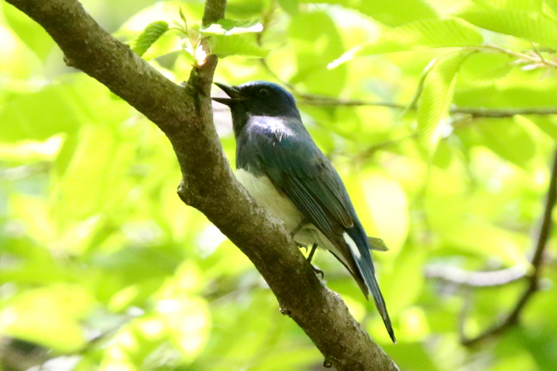 f:id:digibirds:20150503195229j:image