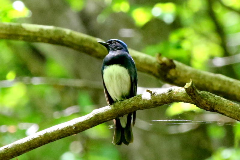 f:id:digibirds:20150503195243j:image