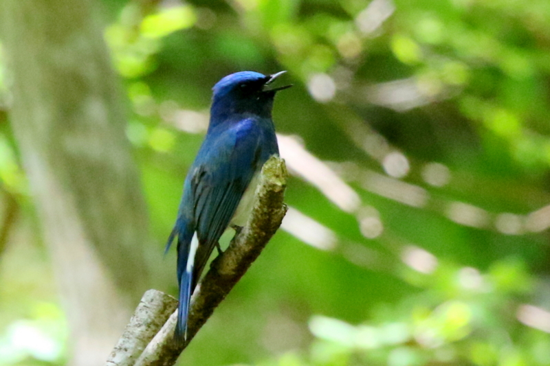 f:id:digibirds:20150503210440j:image