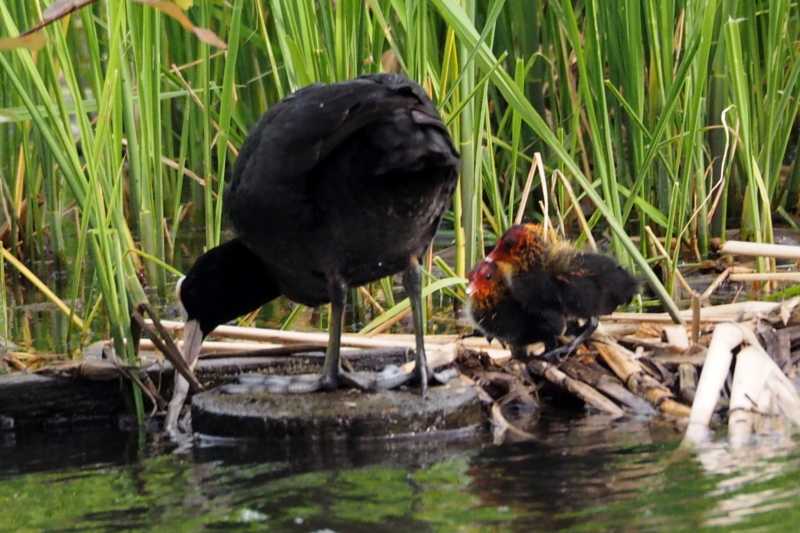 f:id:digibirds:20150516145244j:image